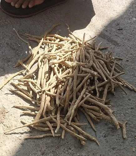 Ashwagandha 5