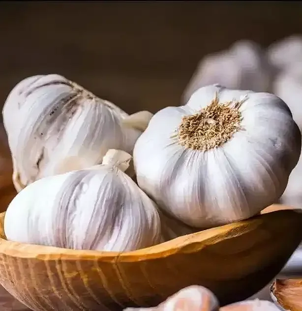 Garlic