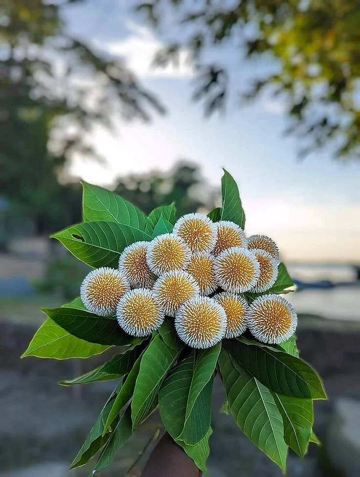 A bunch of Kadam flowers in hand