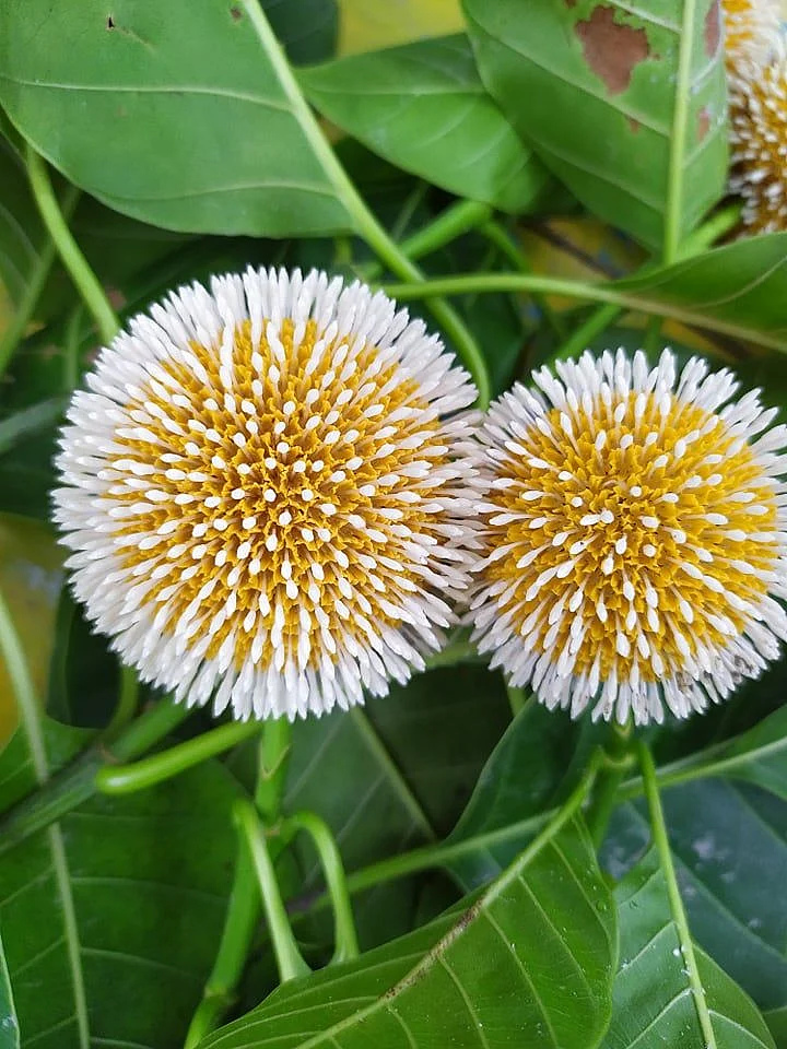 Kadam Flower