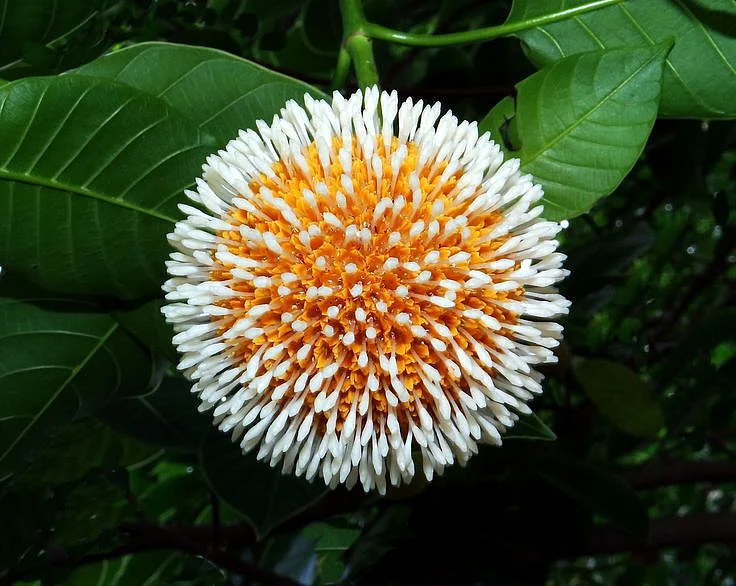 CADAMBA 2 KADAM KADAMBA PINCUSHION TREE