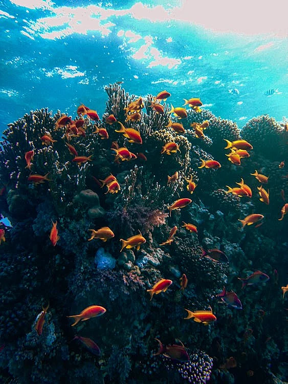 sea 3