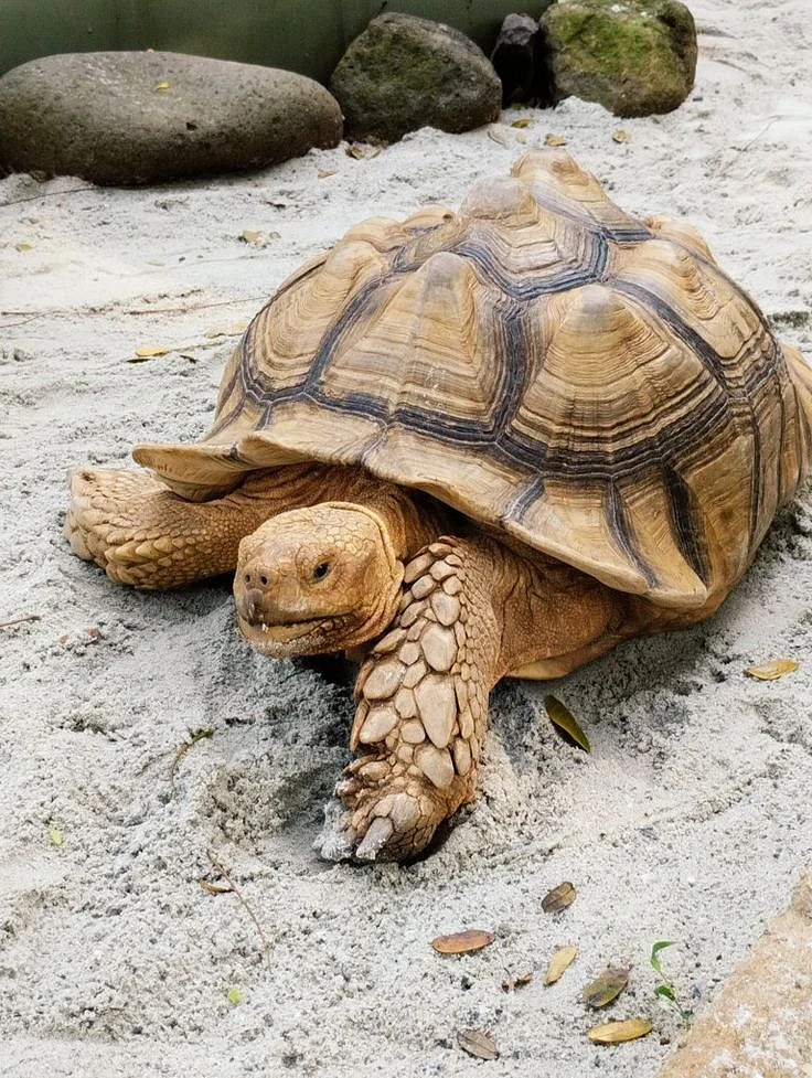 turtles1