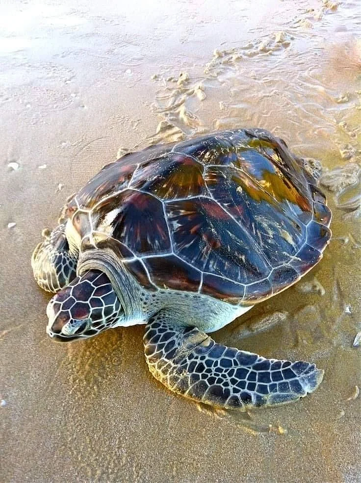 turtles6