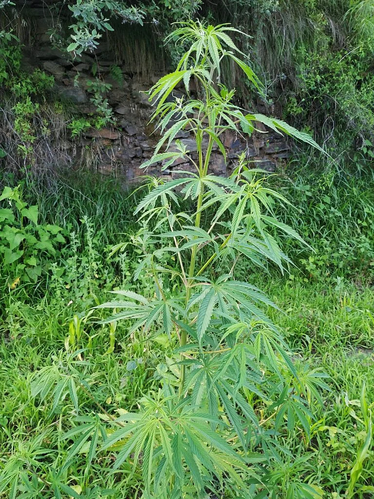 Bhang 7