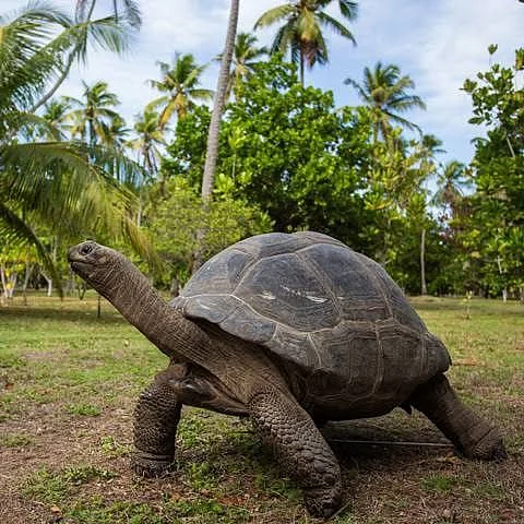 turtles7