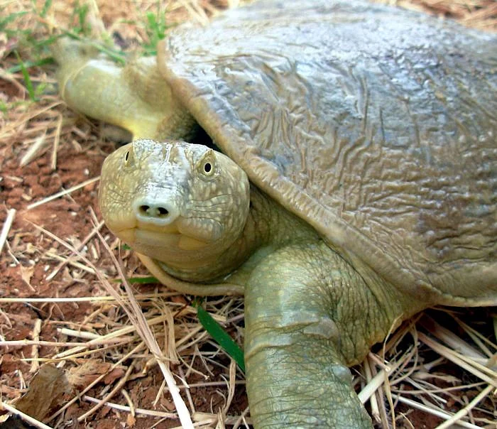turtles8