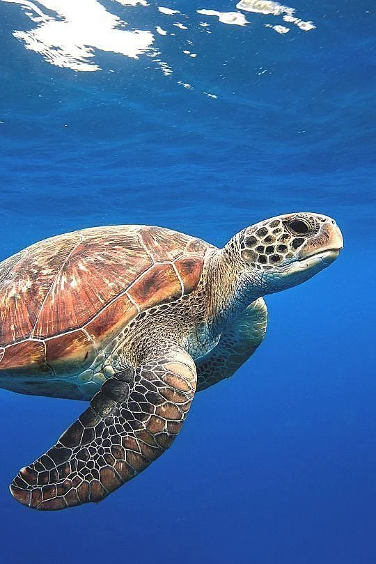 turtles4