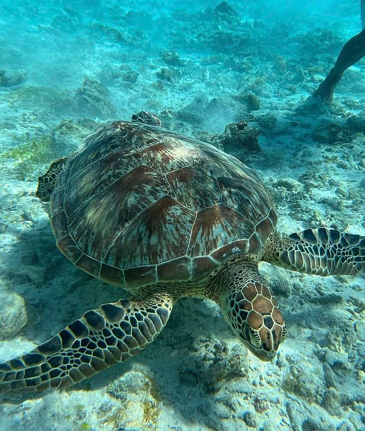 turtles3