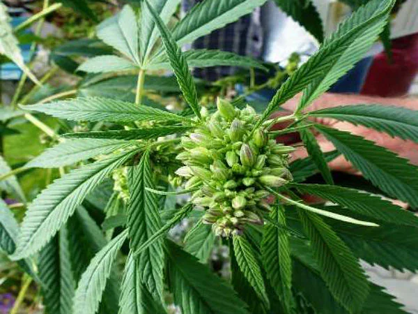 Bhang 8