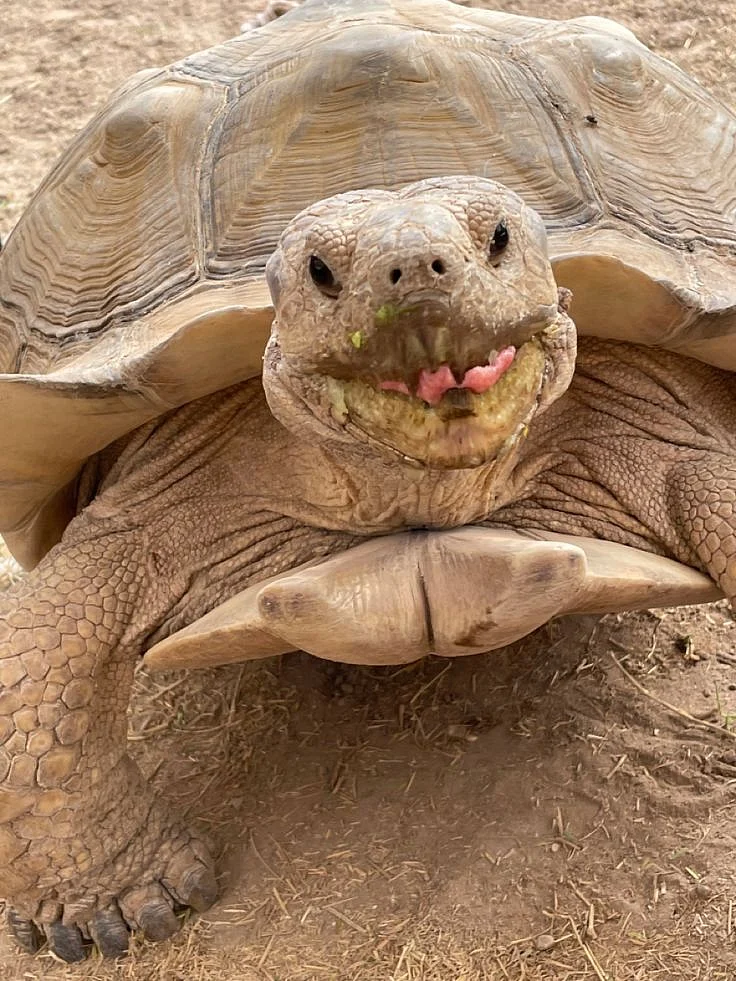 turtles2