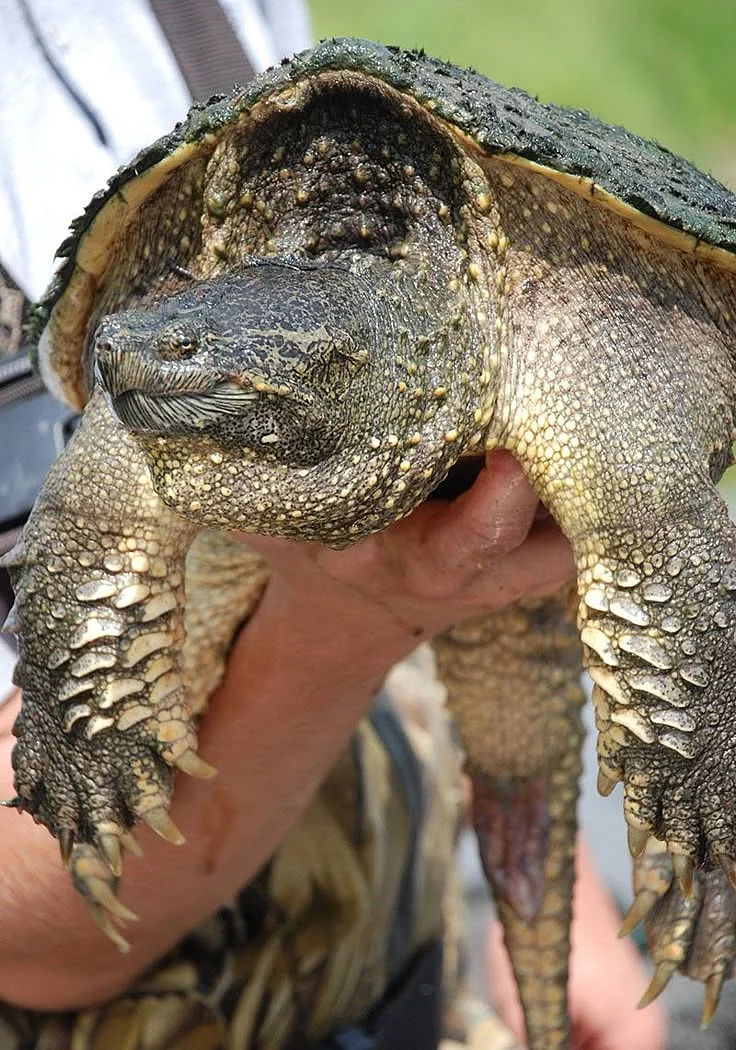 turtles5