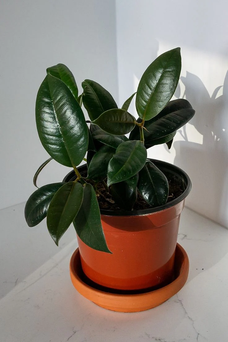 Rubber Plant