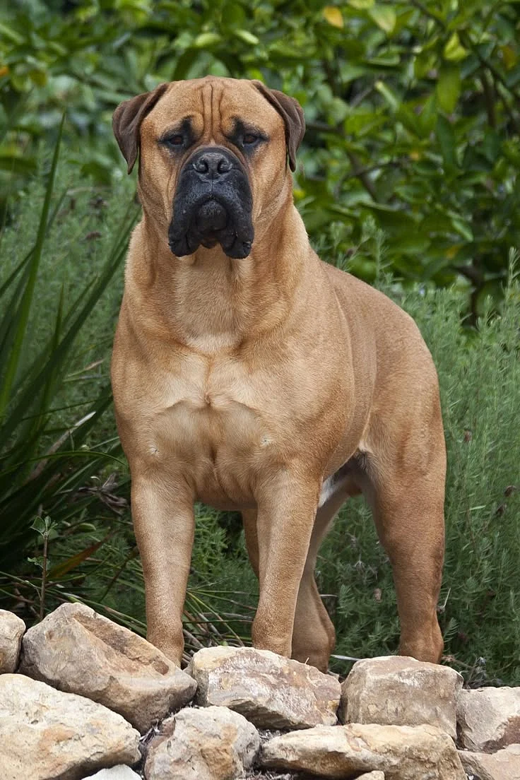 Just a Bunch of Cute Photos That Prove Large Dogs Are the Best