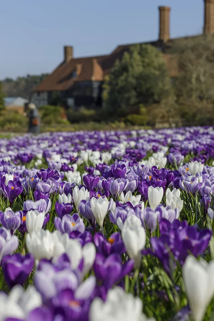 Crocus