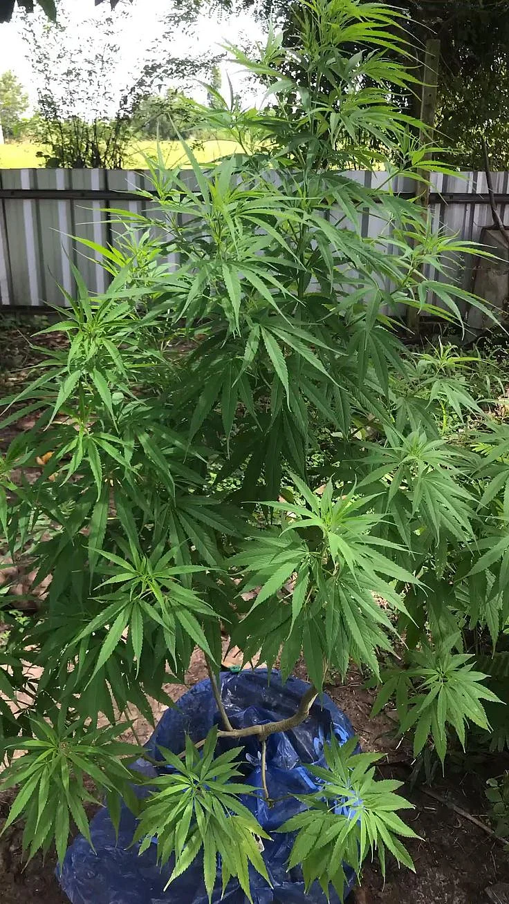 stoney