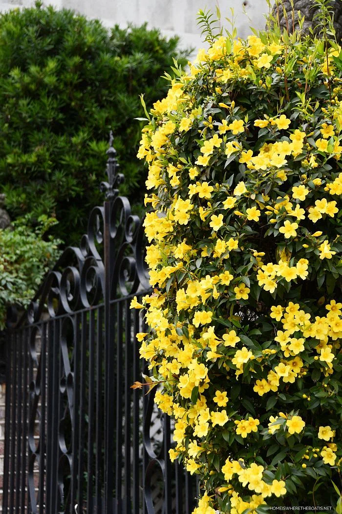 A Weekend in Charleston South Carolina