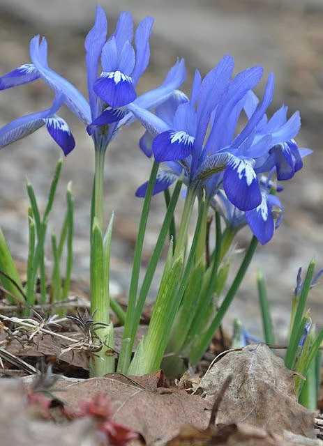 Unusual Spring Bulbs Dwarf Iris Iris reticulata