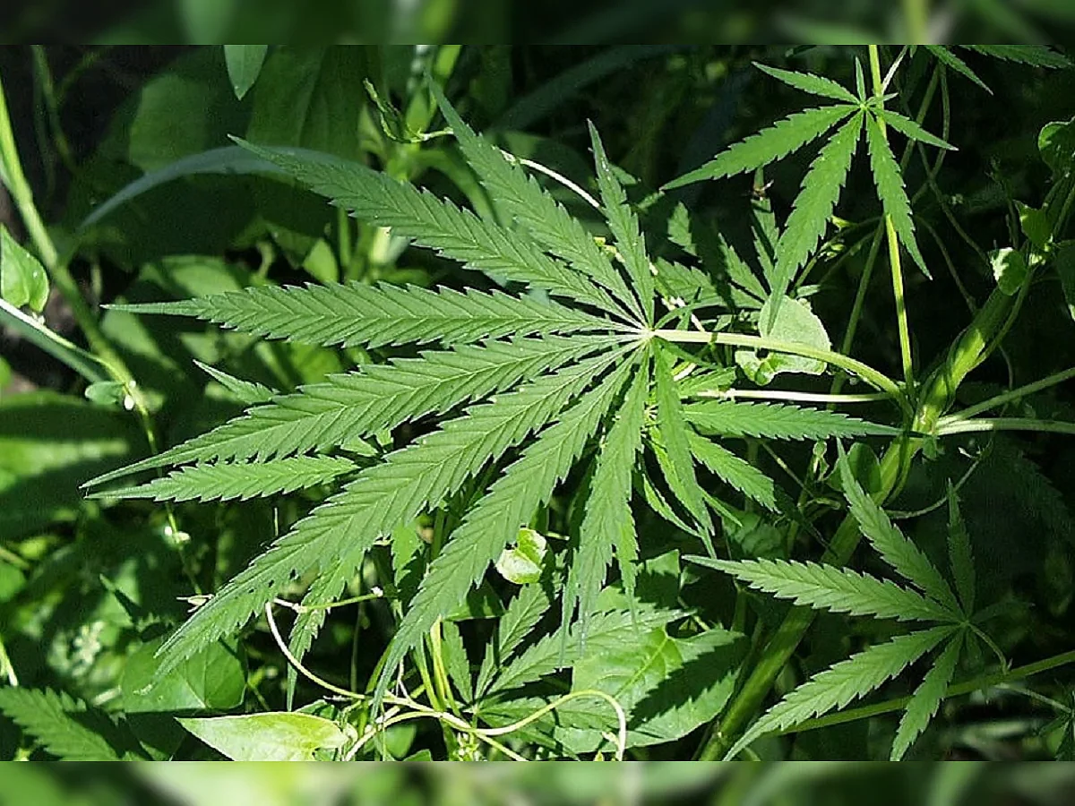 cannabis
