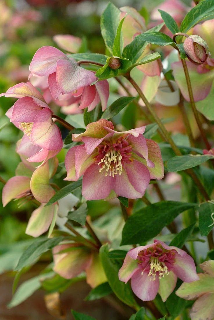 Hellebore A Great Plant for Shade that Deer Dont Eat