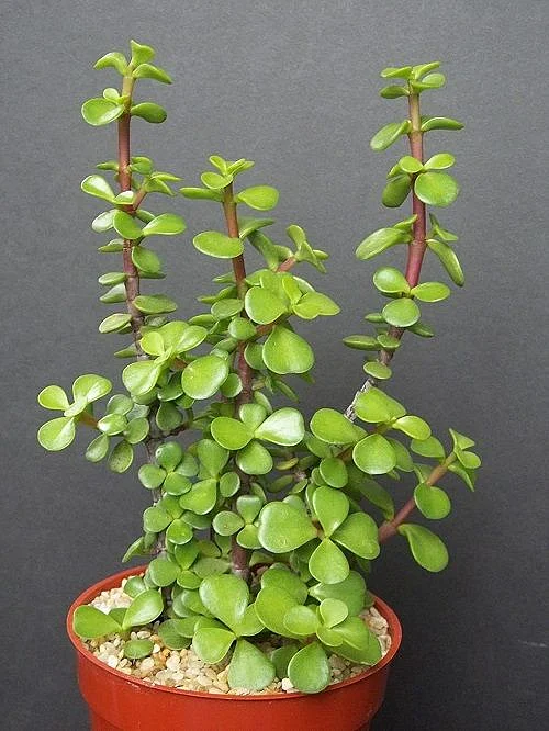 Jade Plant