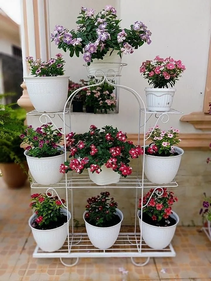 Plant7