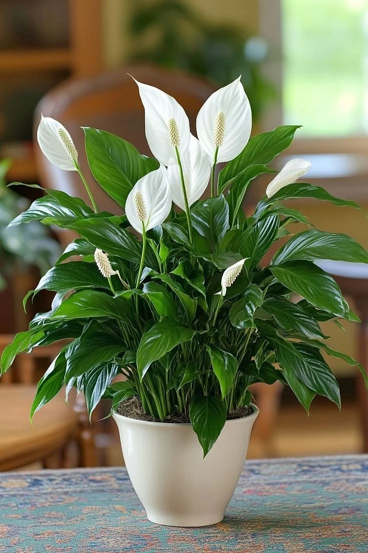 peace lily