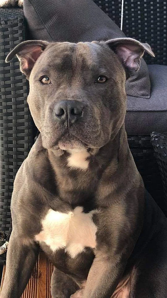 Beautiful Pit Bull