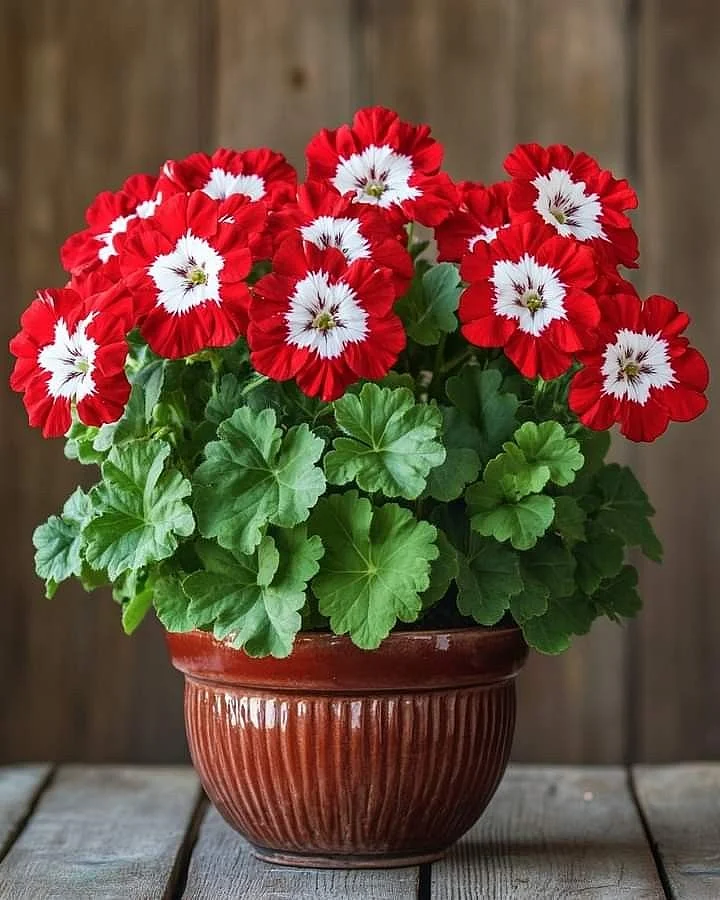 flowers 5