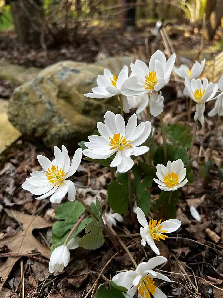 Why Gardeners Are Growing Bloodroot Sanguinaria canadensis for Eco Friendly Landscaping