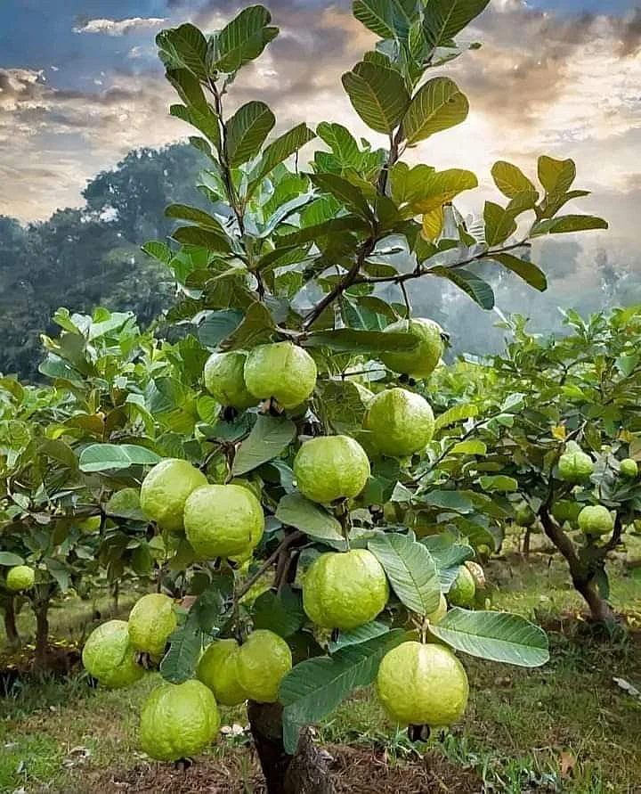 Guava Leaves 8
