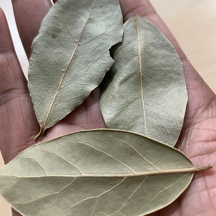 bay leaf
