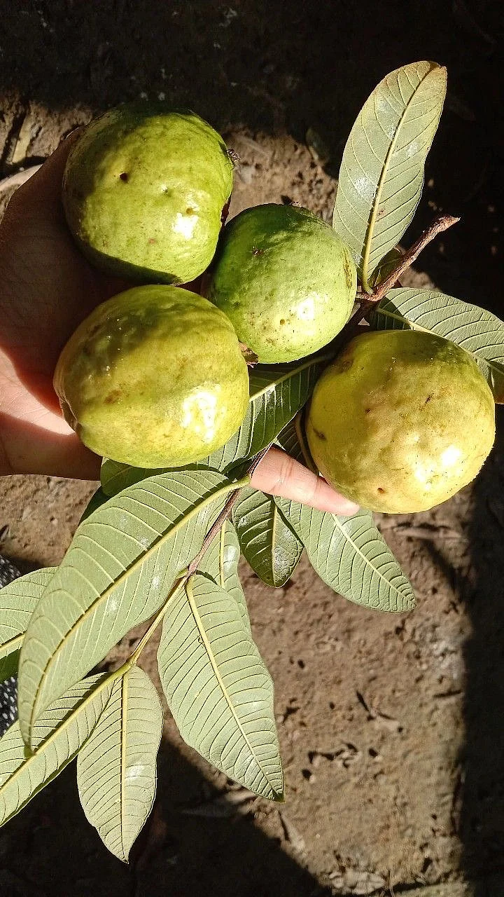 Guava Leaves 4