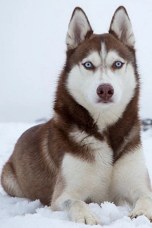 12 Dogs With Absolutely Breathtaking Blue Eyes