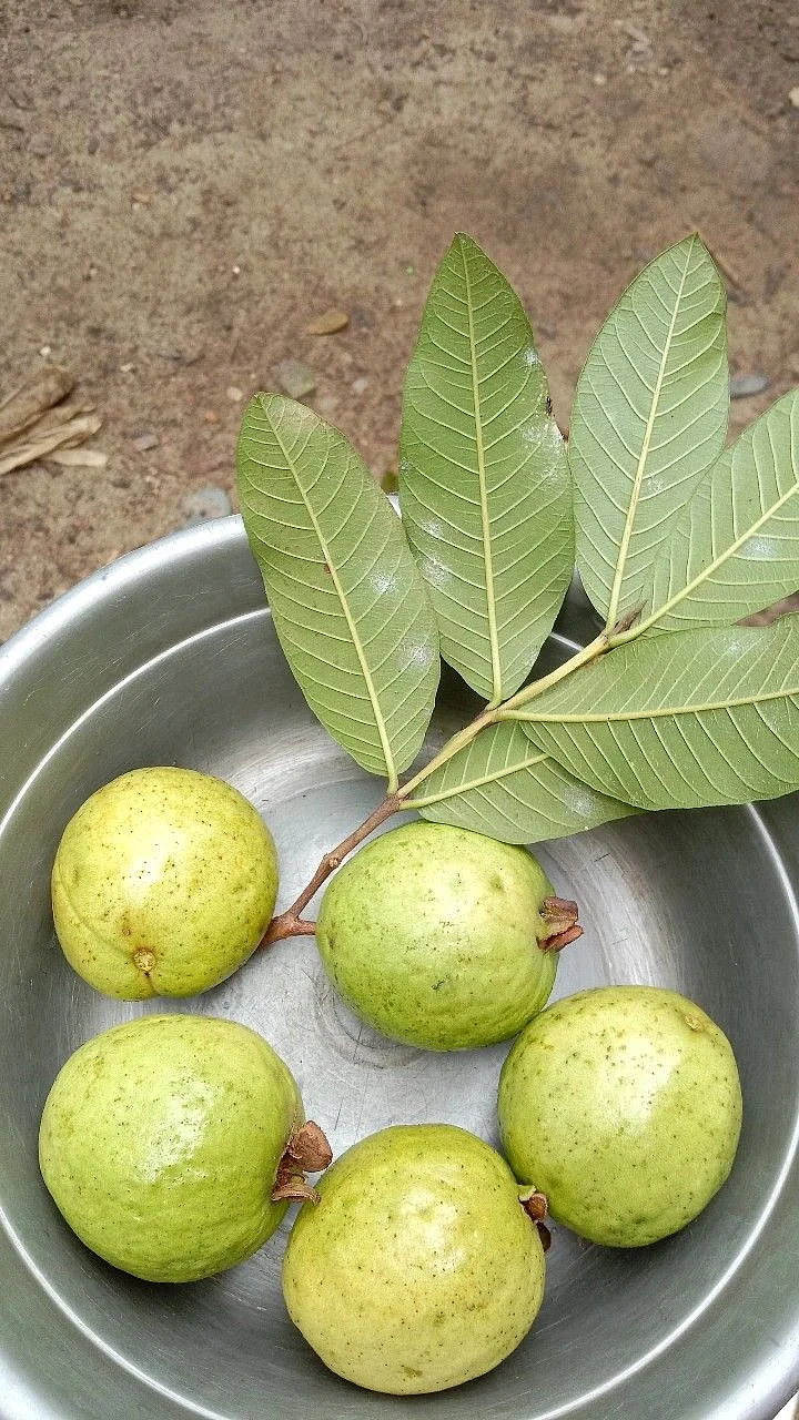 Guava Leaves 3