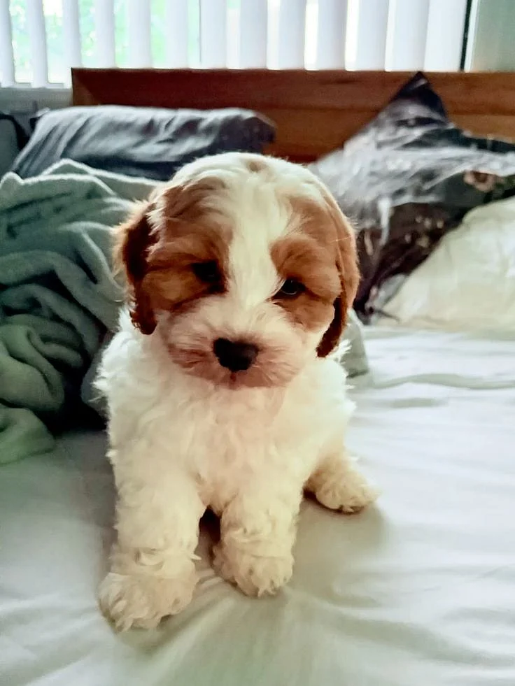Tesla d’ Shihpoo 🐶♥️