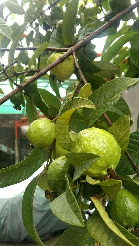 Guava Leaves 1