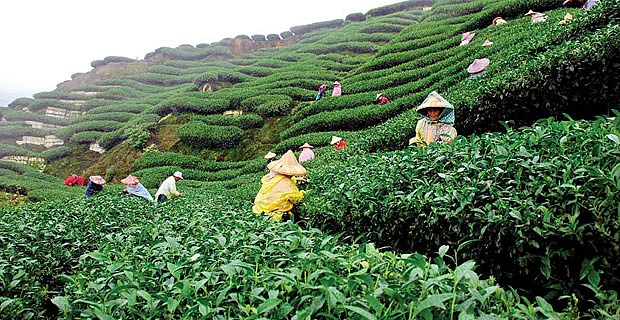 Assamtea