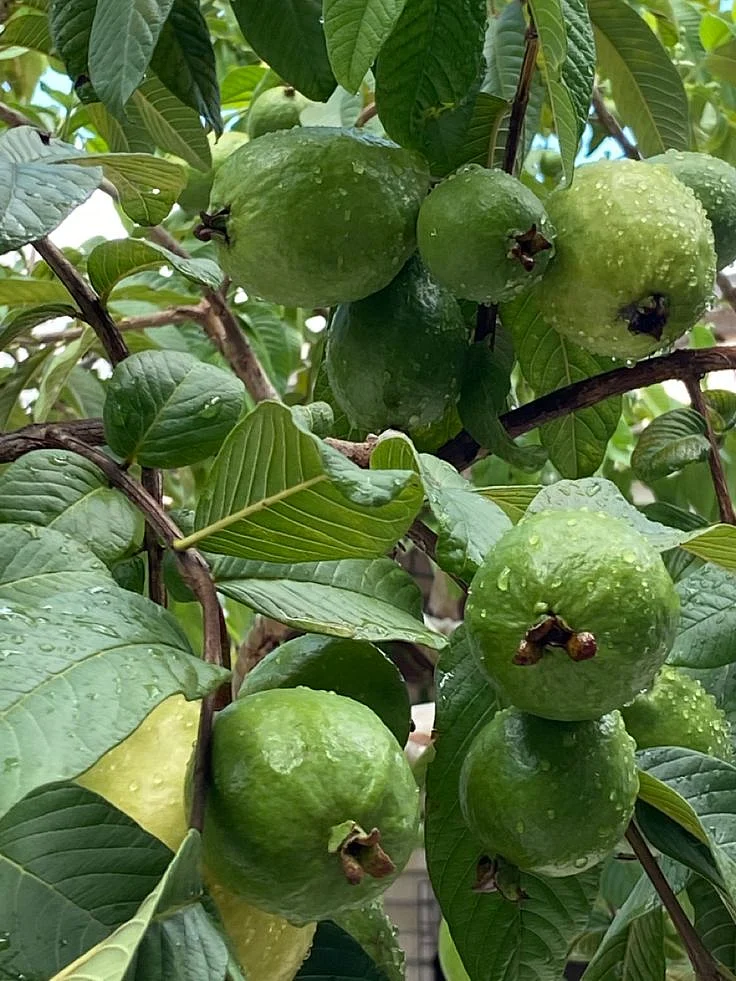 Guava Leaves 5