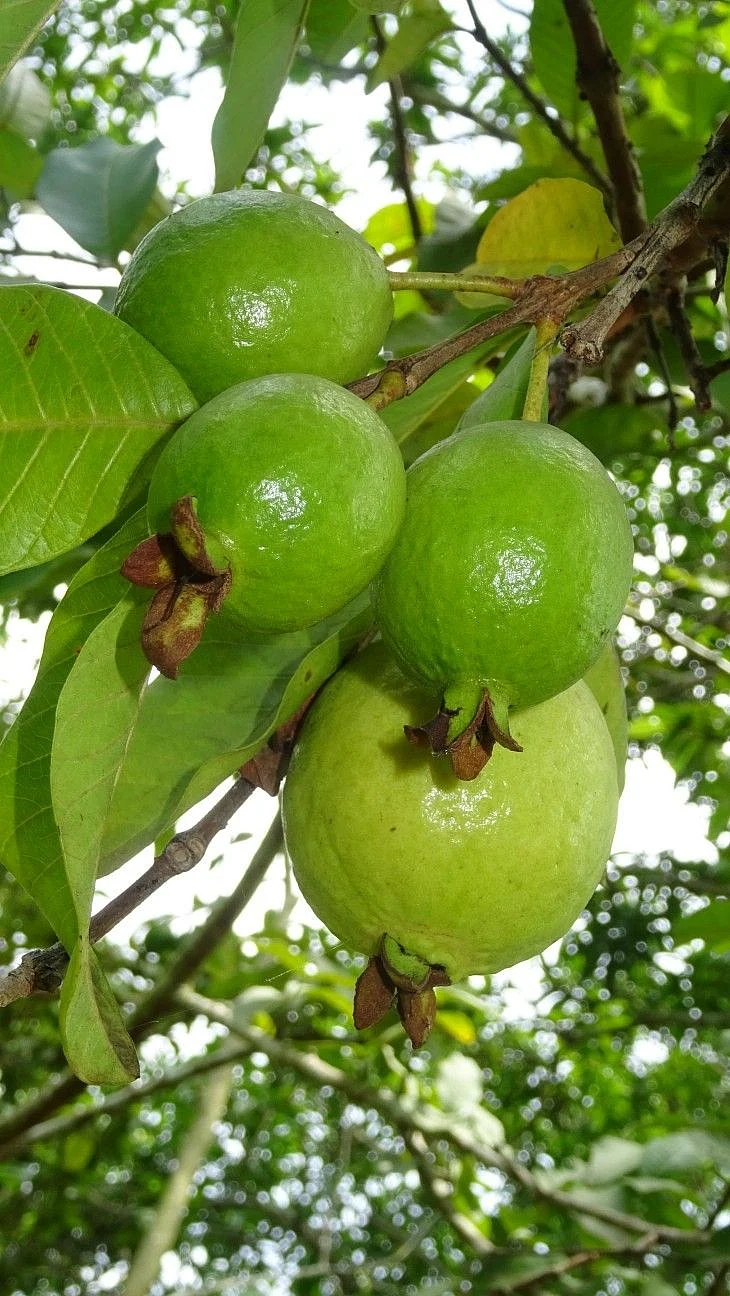 Guava Leaves 7