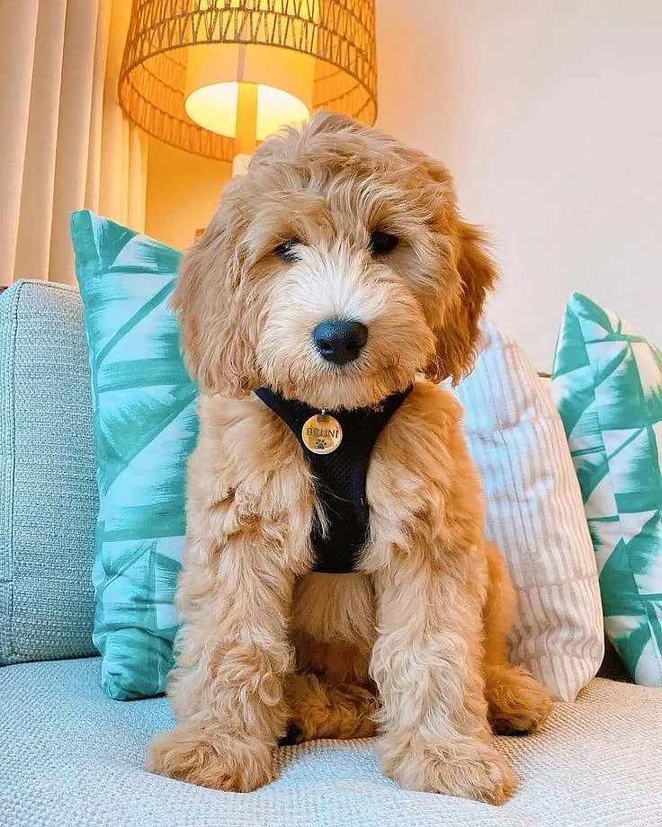 The F2B Goldendoodle Getting To Know This Teddy Dog