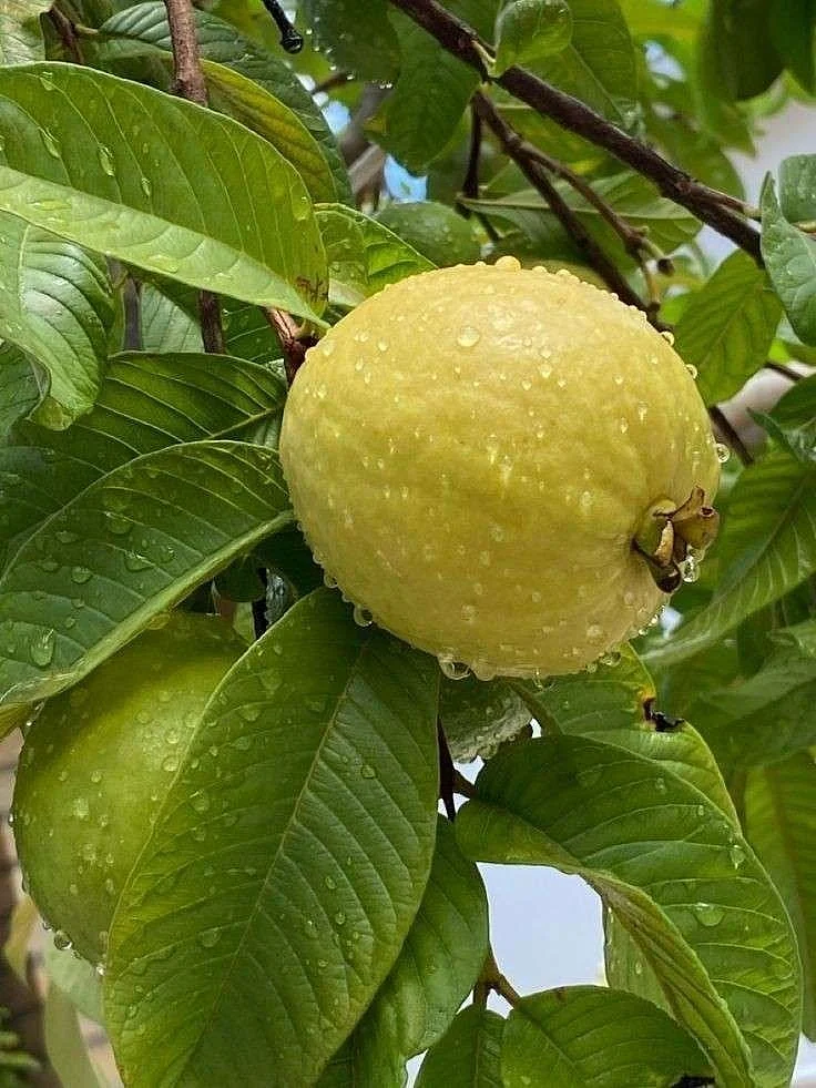 Guava Leaves 6