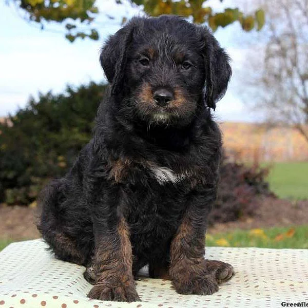 Rottie Poo Puppies For Sale Greenfield Puppies