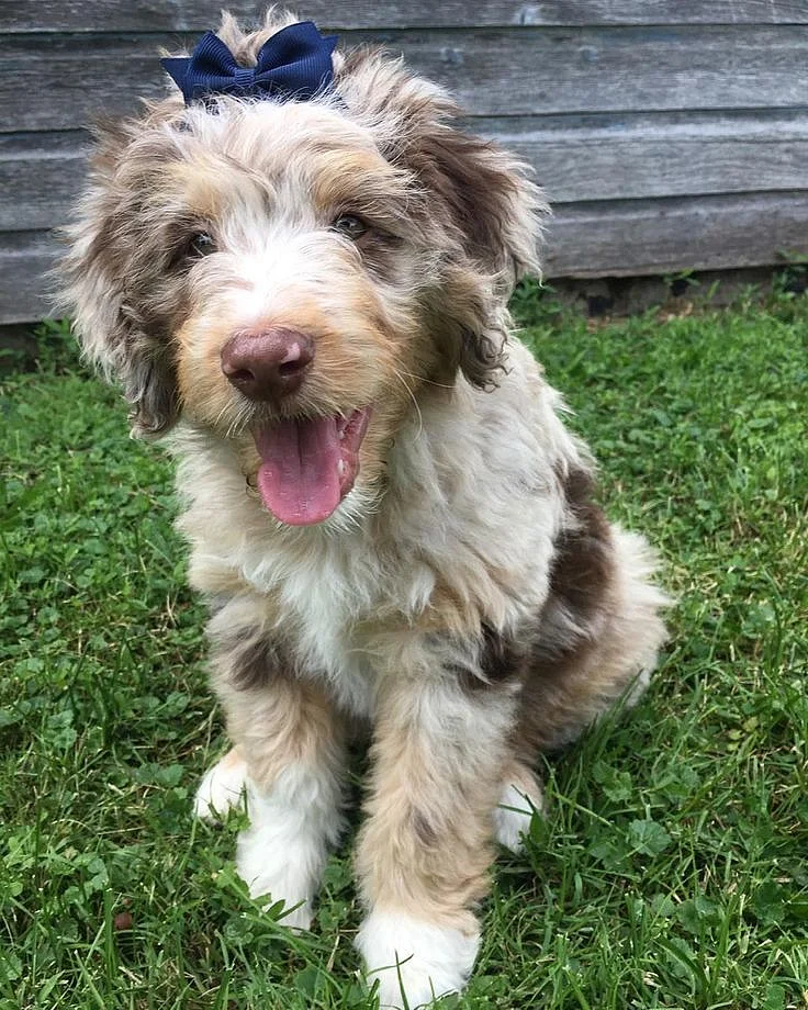 Aussiedoodle