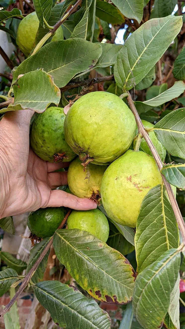 Guava Leaves 2