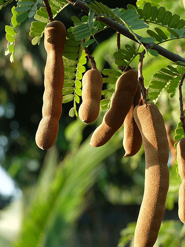 Tamarind