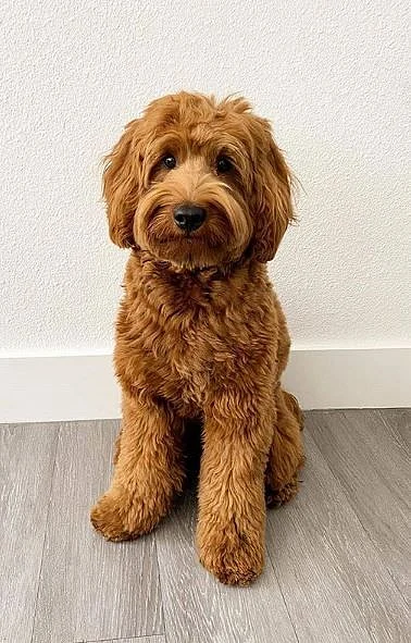 Cute Labradoodle
