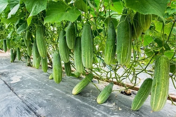 cucumber