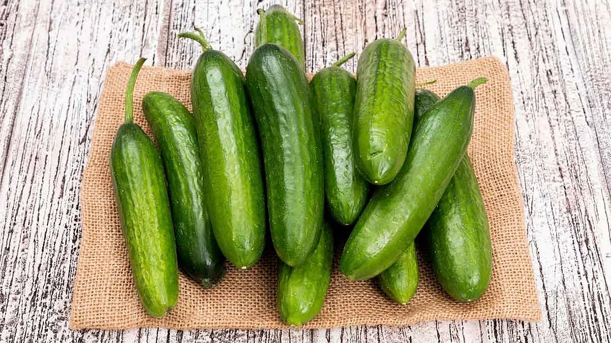 kheera or kakdi which is better
