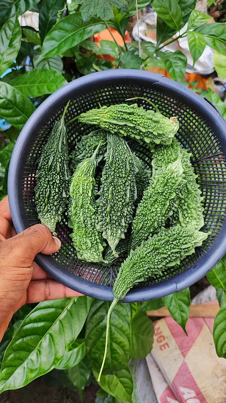 Bitter gourd